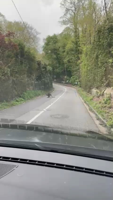 [OC - 15/04/2026] Meeting a wallaby 🦘 in Yvelines