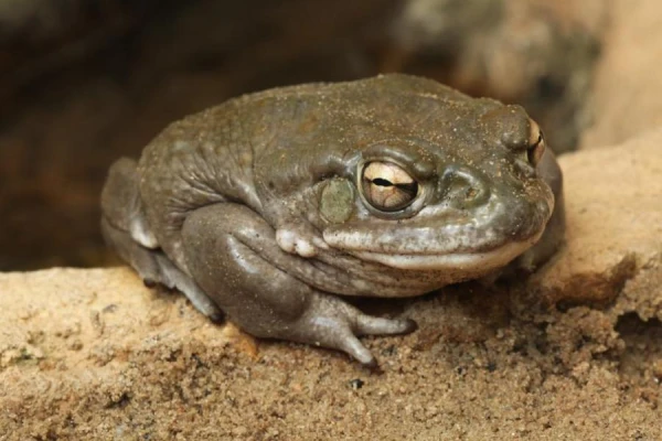 Where are all the frogs in Latvia this season? Where are all the frogs in Latvia this season?