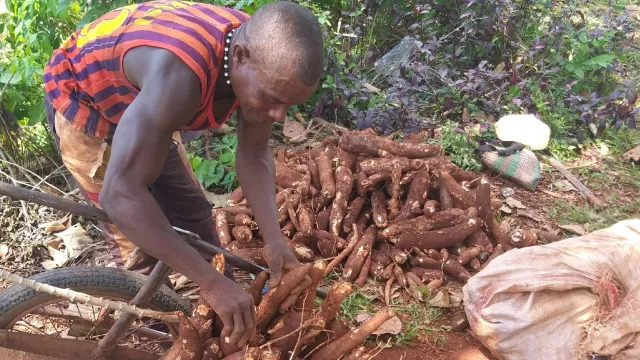 IAEA looks at nuclear techniques for crop resilience — ANS / Nuclear Newswire IAEA looks at nuclear techniques for crop resilience -- ANS / Nuclear Newswire