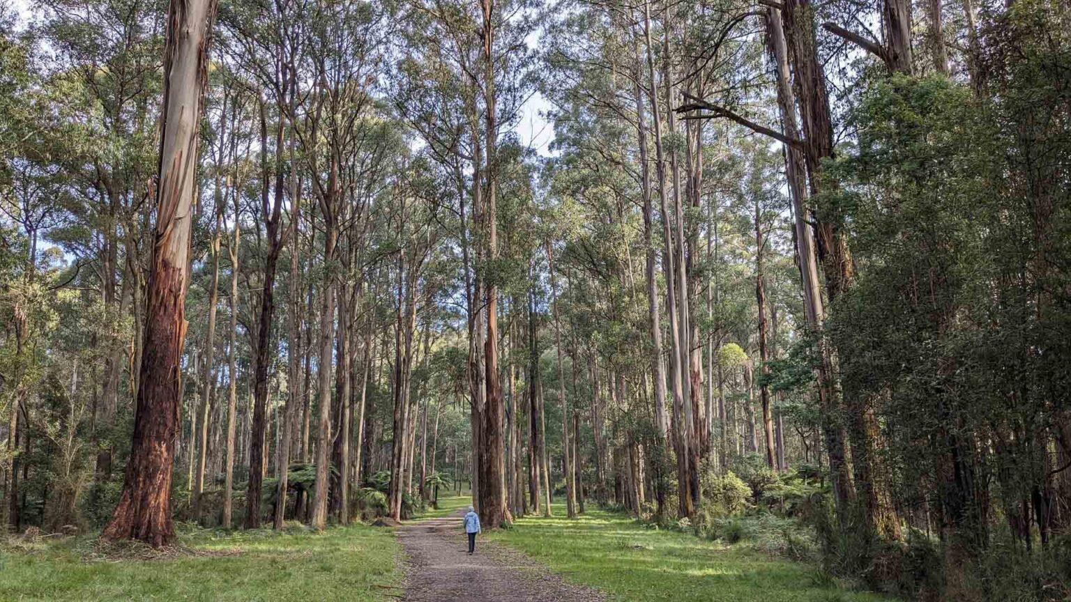 10 Hikes Near Melbourne That are Accessible By Train (Or Bus) – Make the Most of Victoria’s Free Public Transport!