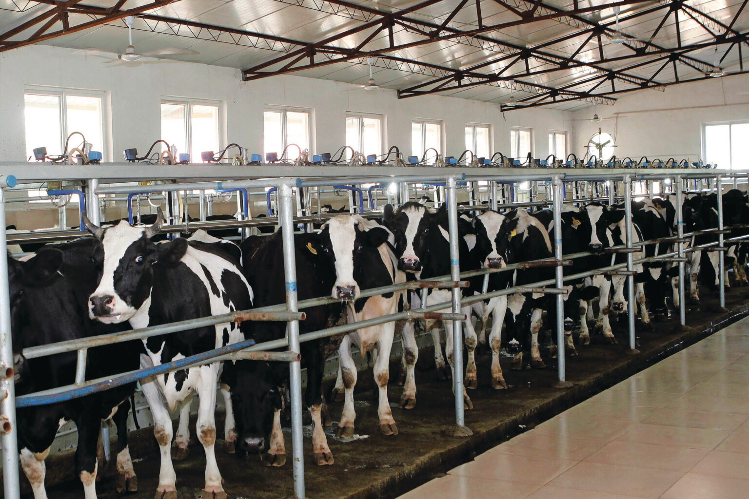 FMD Greece: 12 more farms infected; no pigs involved