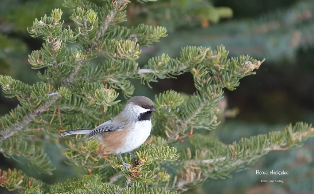Warming climate mean some N.B. birds could find new homes, while other species arrive