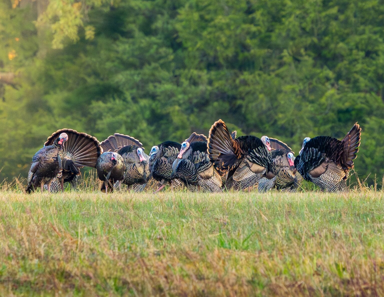 Tennessee turkey hunting season opens April 11