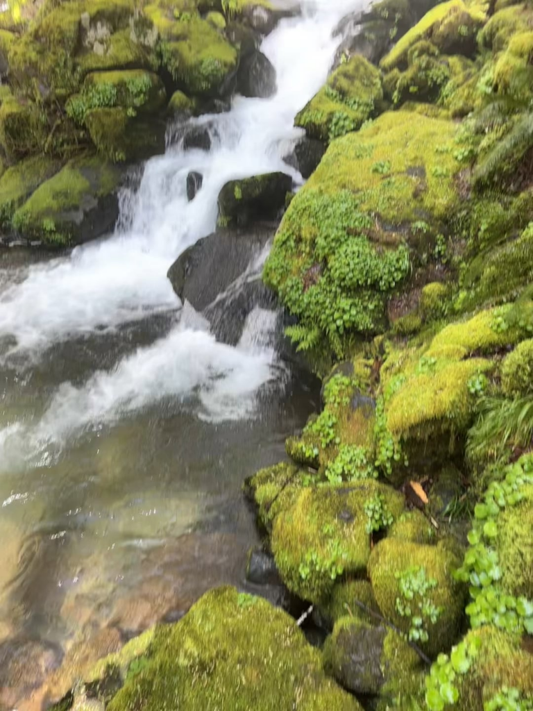It’s trillium season!
