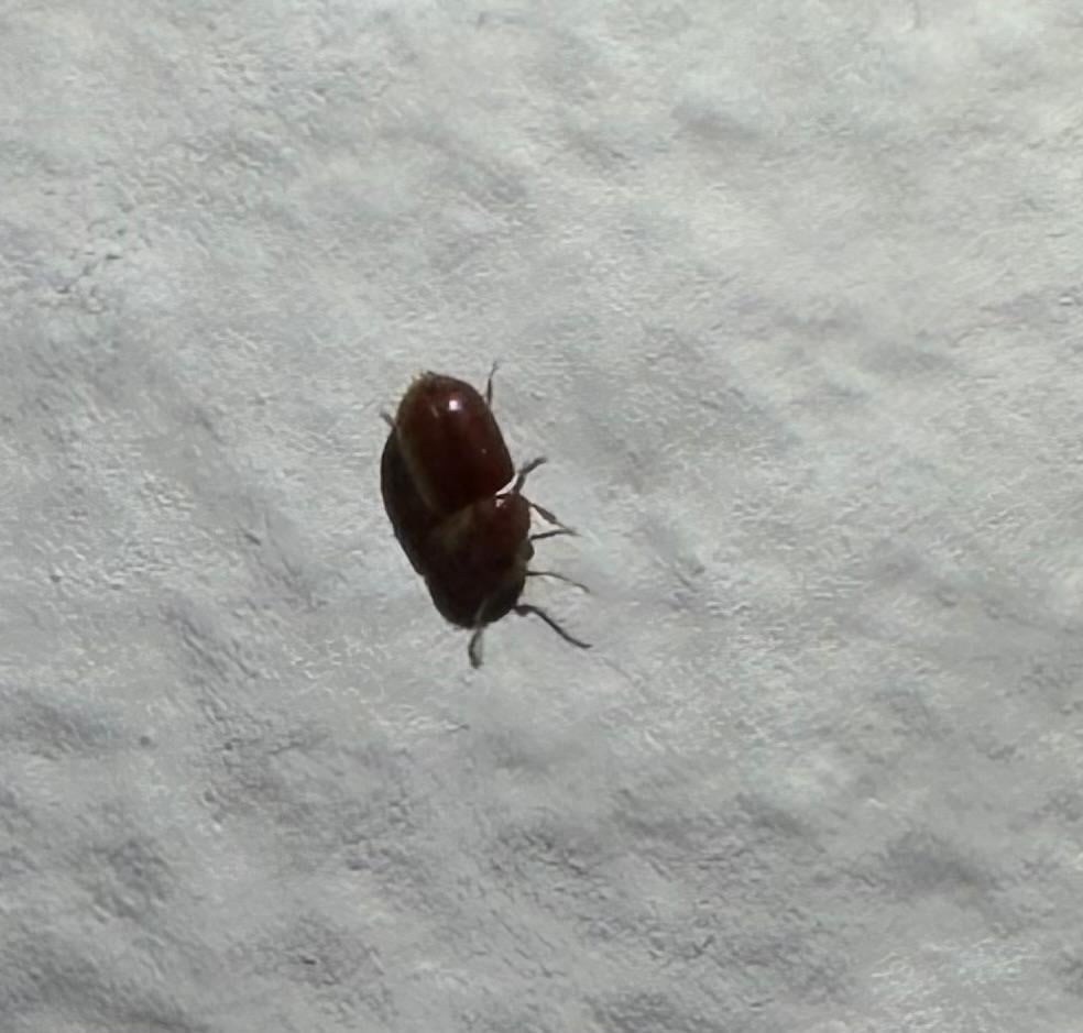 What's this bug?