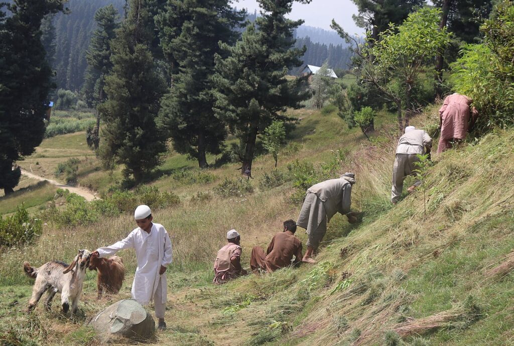 Climate Change Halts Kashmiri Bakarwal Migration, Threatening Culture and Livelihoods