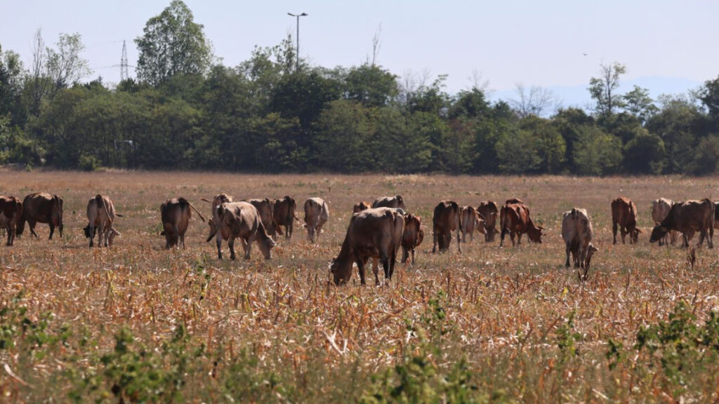 Livestock farms in Bulgaria are drastically decreasing