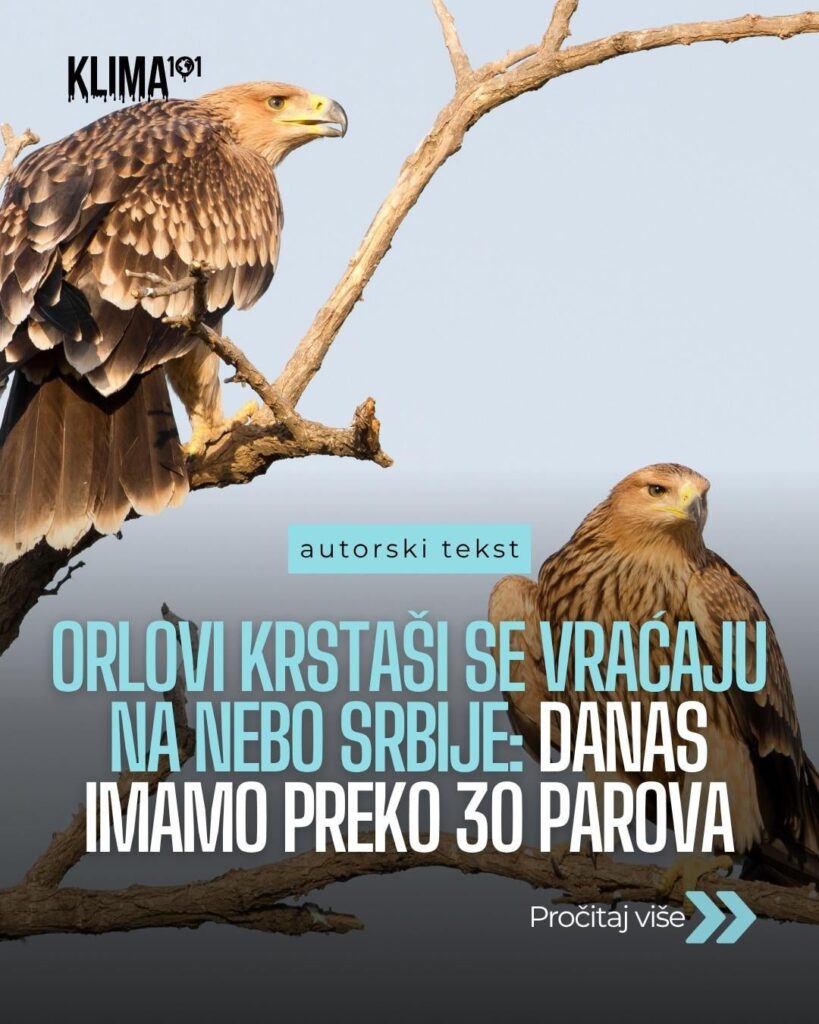Magnificent return: In ten years, the population of cruciferous eagles in Serbia increased from one nesting pair to over 30