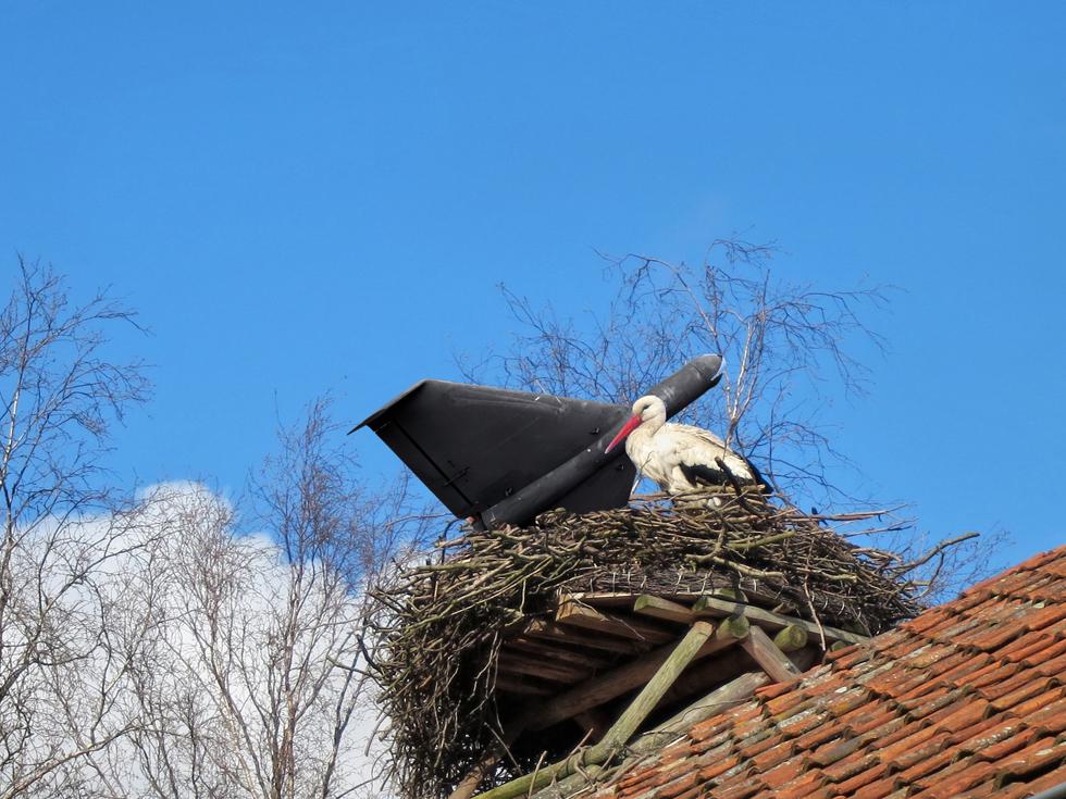 The storks are back