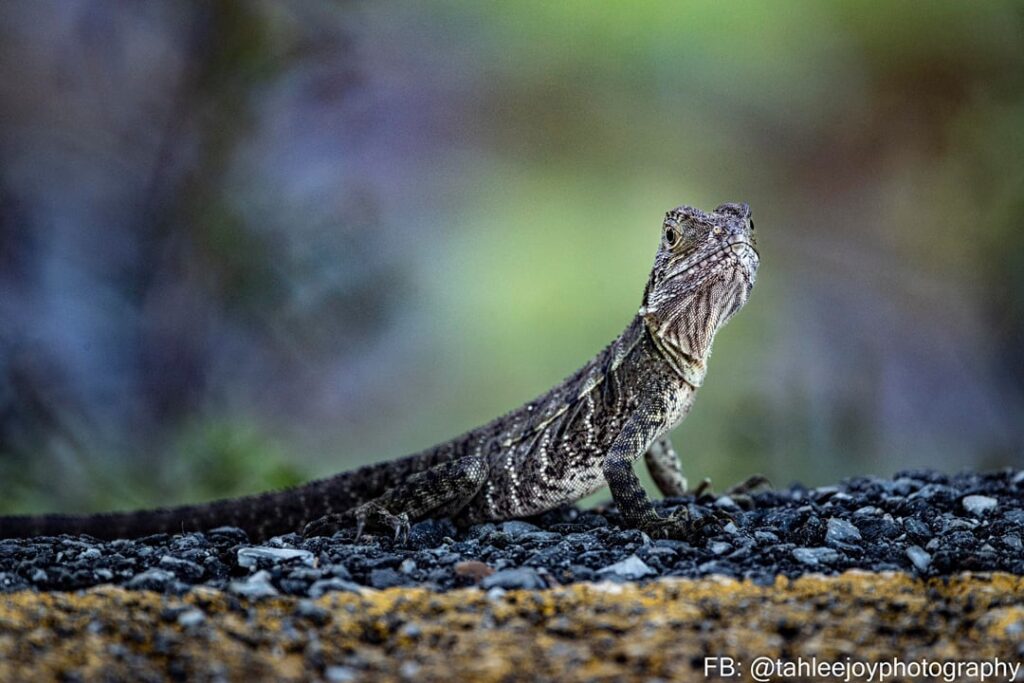 Mt Cootha Botanic Gardens