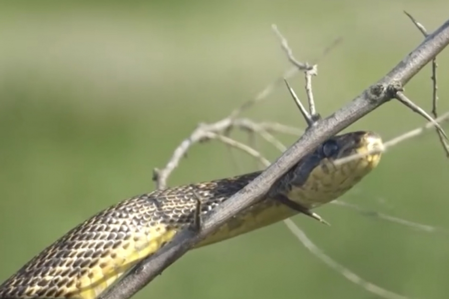 A fourth snake species may appear in Belarus due to climate change A fourth snake species may appear in Belarus due to climate change