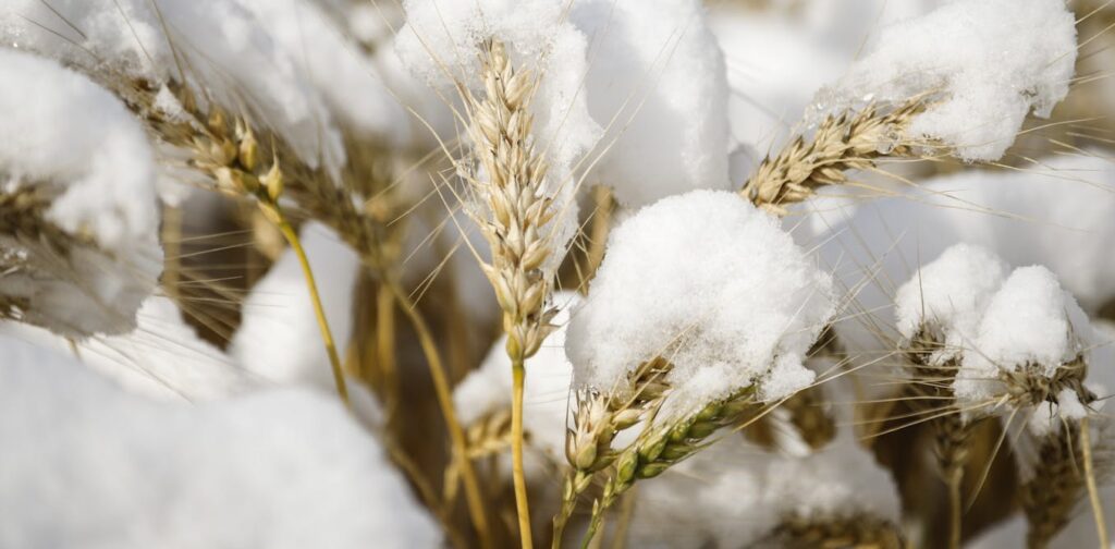 Understanding how plants pause and restart growth can help develop climate-resilient crops