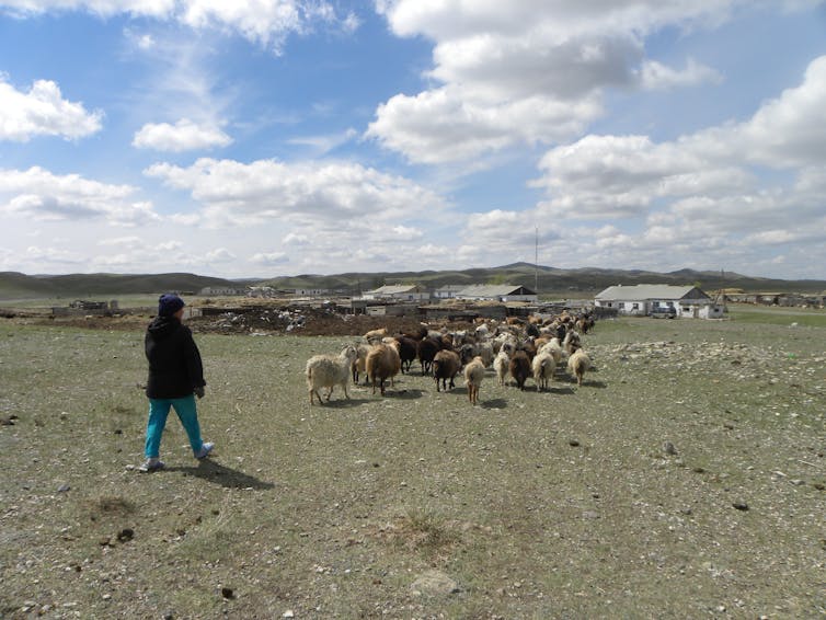 Person in foreground walking toward sheep, shepherding them toward buildings in the distance