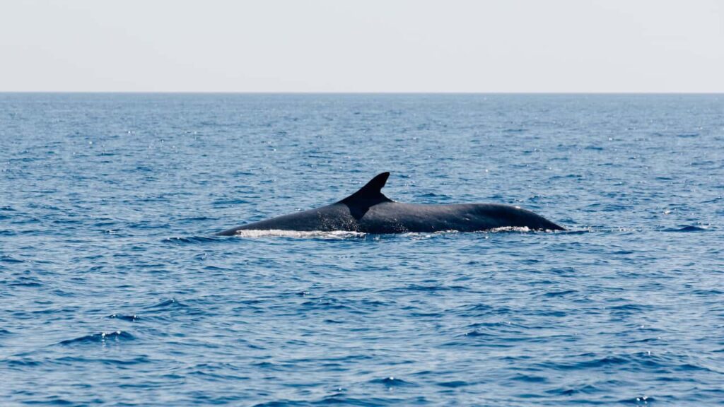 Iceland faces pressure over possible return of fin whale hunt