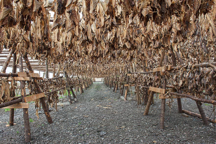 Drying hardfiskur outdoors, an example of traditional food in Iceland. Drying hardfiskur outdoors, an example of traditional food in Iceland.