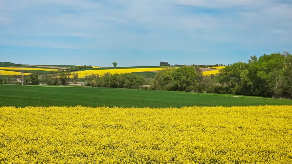 There’s something about these rapeseed fields that take over Germany every spring… There's something about these rapeseed fields that take over Germany every spring...