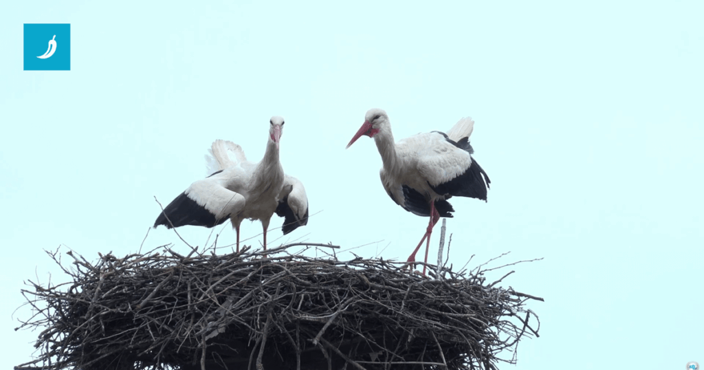 VIDEO Klepetan is back with a new partner