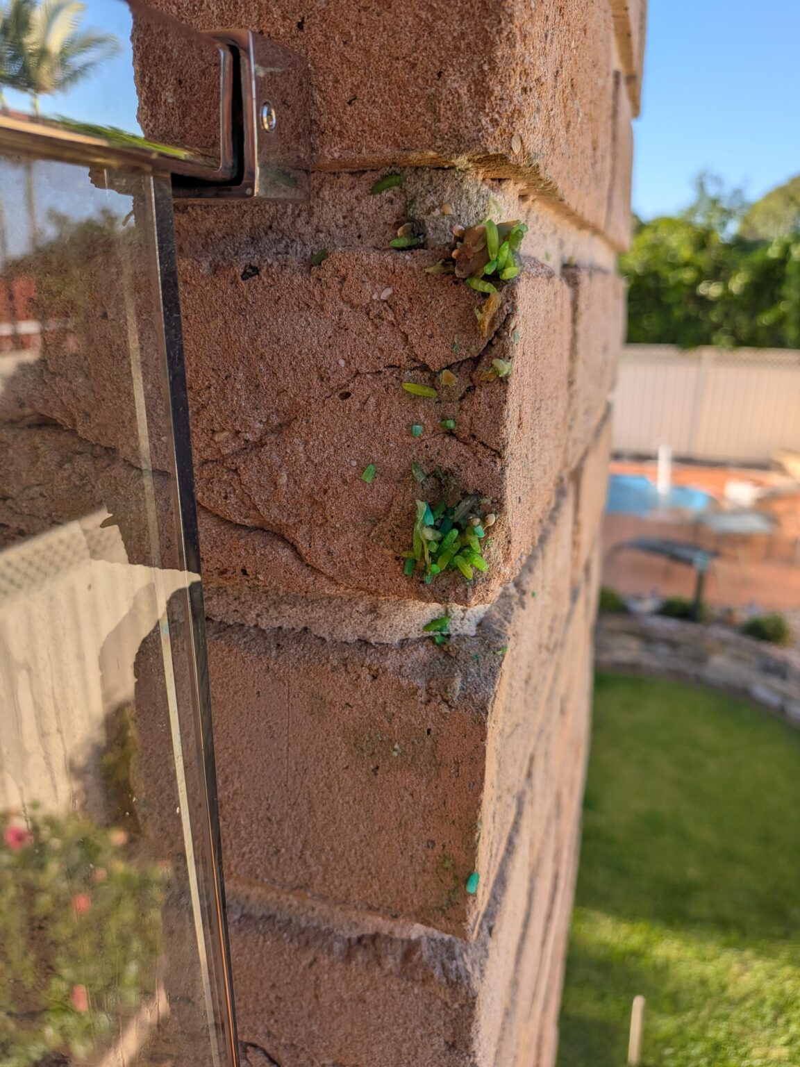 What is this green rice about?