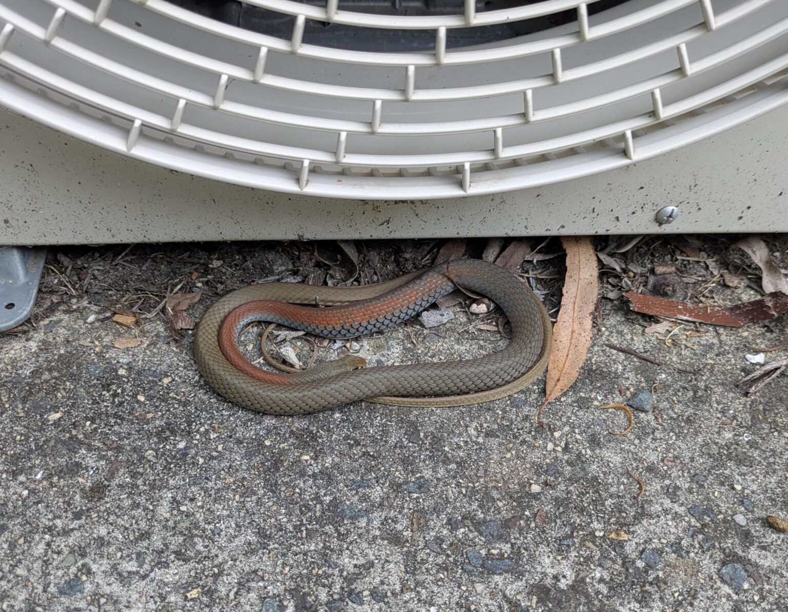 Just because the weather is cooler, doesn't mean they aren't still active 🐍