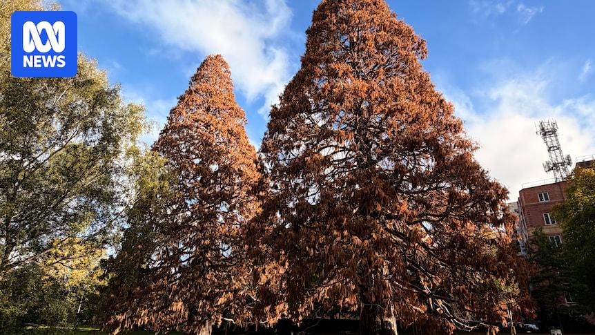 Giant trees planted pre-WWII being removed after chemicals, disease, vandalism take toll