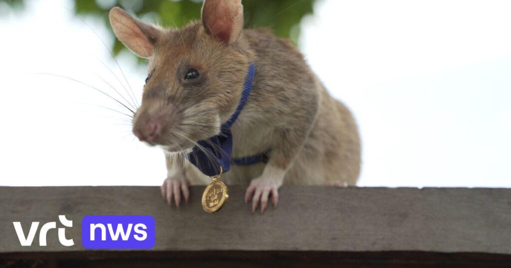 Hero of Cambodia gets statue: how a 'Belgian' rat saved hundreds of lives | VRT NWS News
