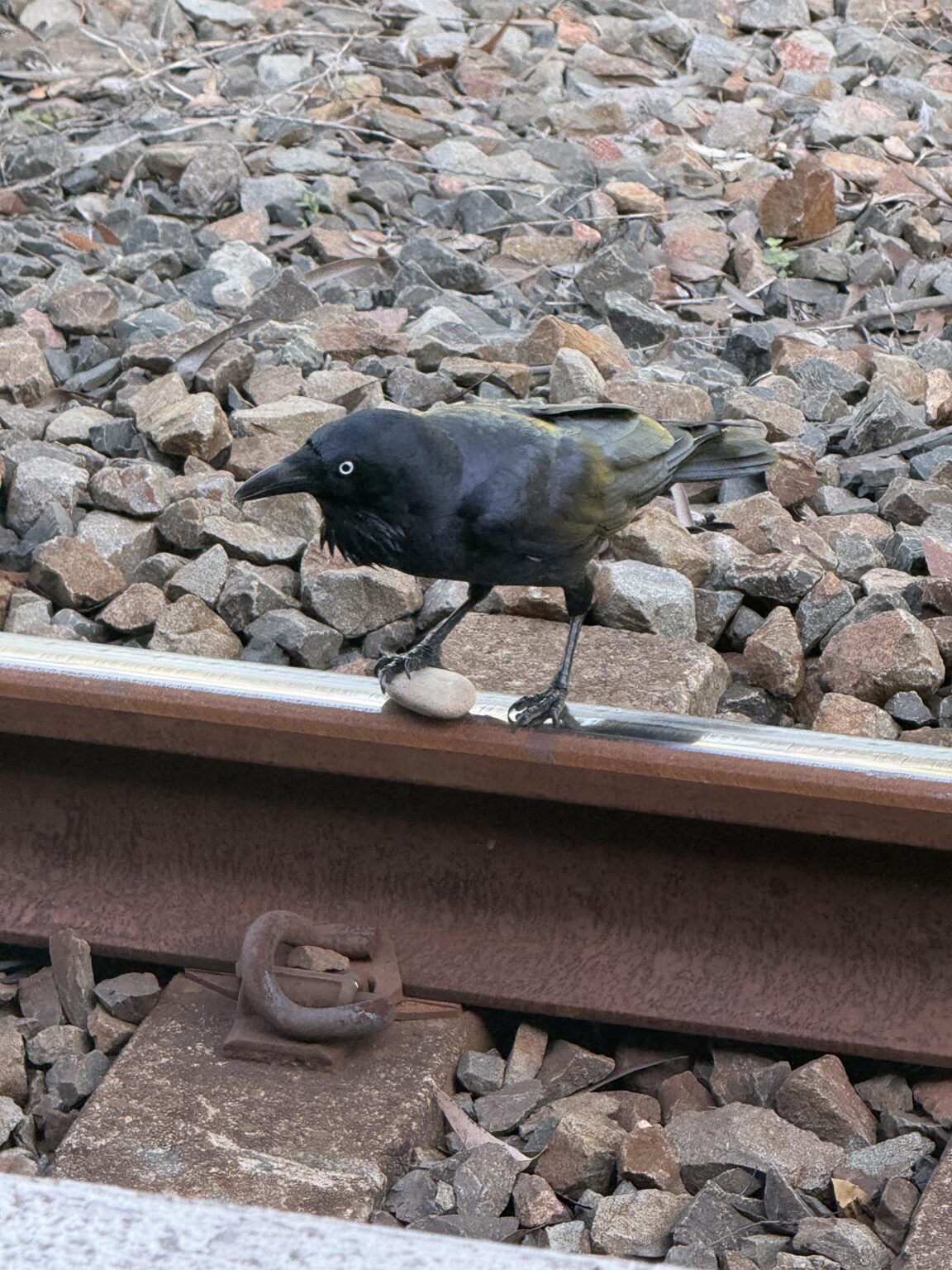 Trespasser on the Tracks