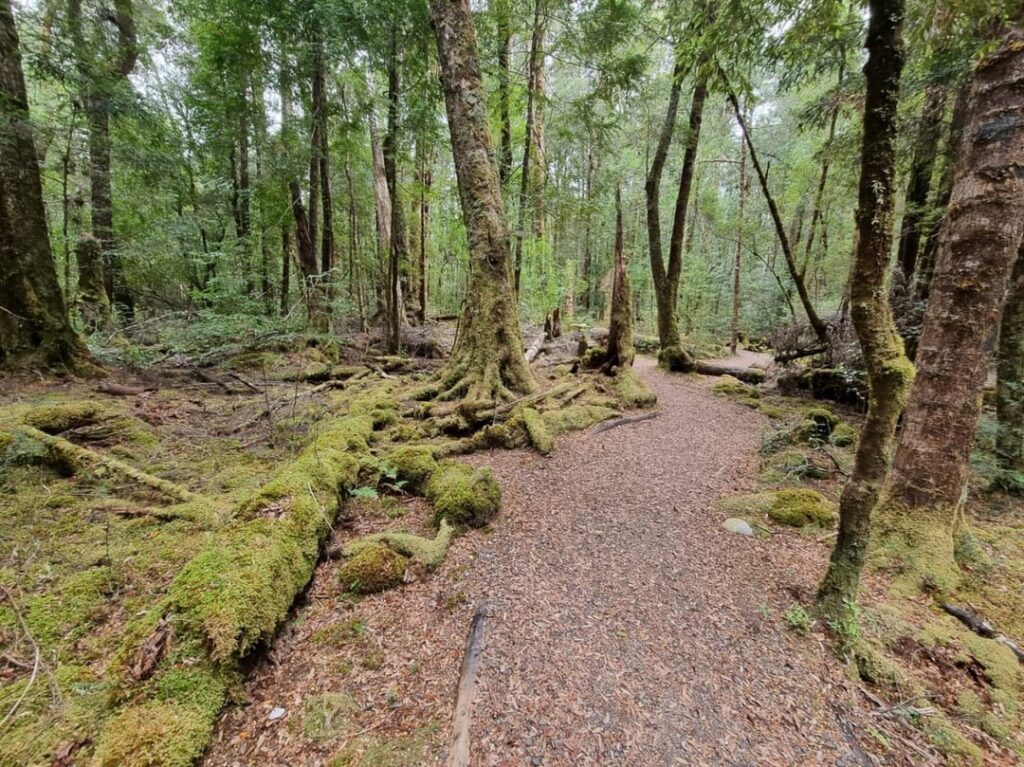 Franklin River trail, a moss-covered corner in Tasmania