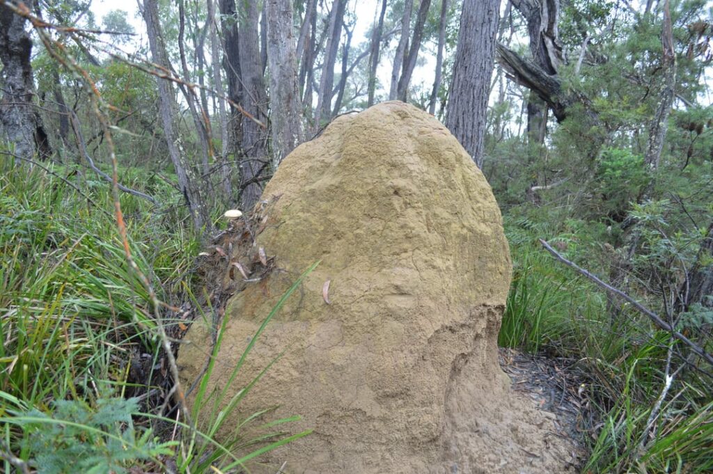 I need TERMITES!! Please