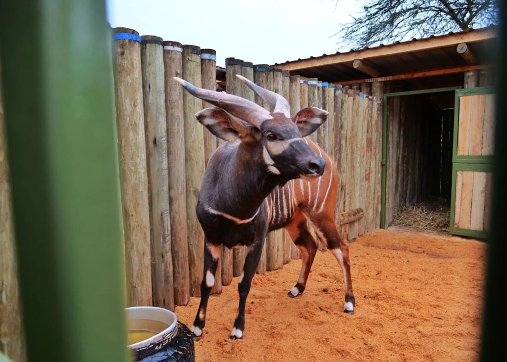 ‘Historic Homecoming’ for Endangered Antelopes Flown to Kenya From Czech Republic Yahoo news home