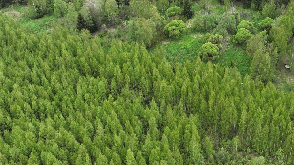 New CapMan fund makes first forest investment with 6,500-hectare Finland deal New CapMan fund makes first forest investment with 6,500-hectare Finland deal