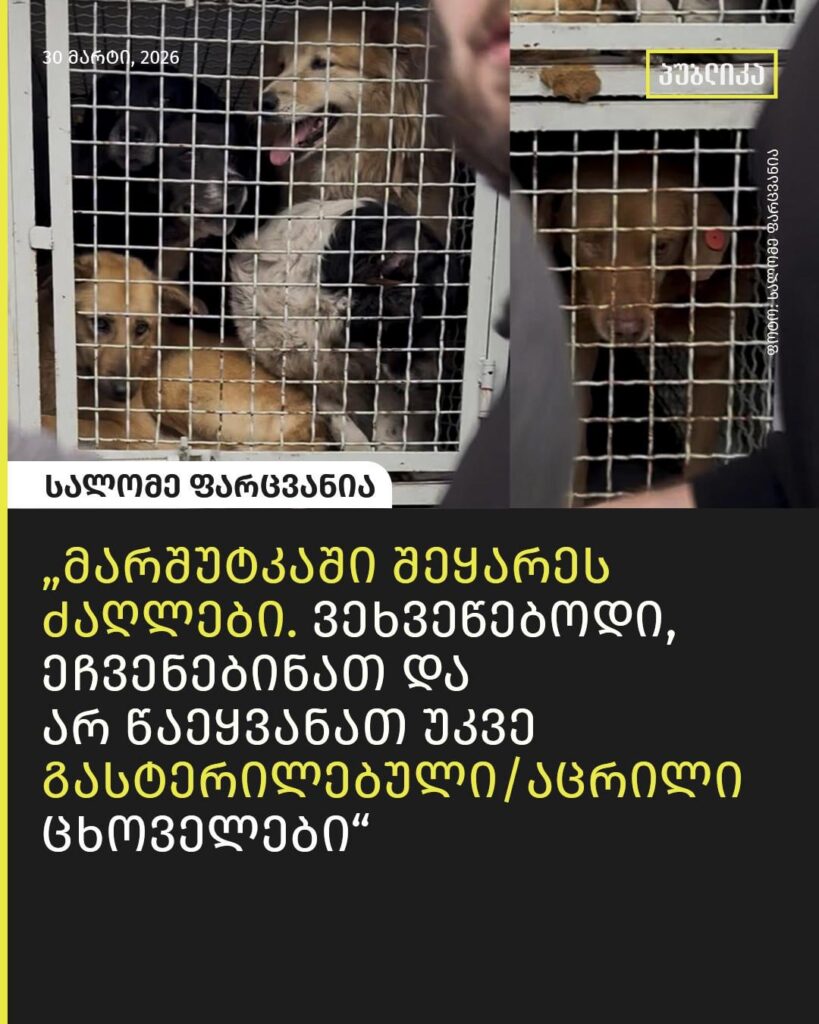 Animal activists fear dogs burned at Gori shelter crematorium 2 days after removing stray dogs from Zugdidi