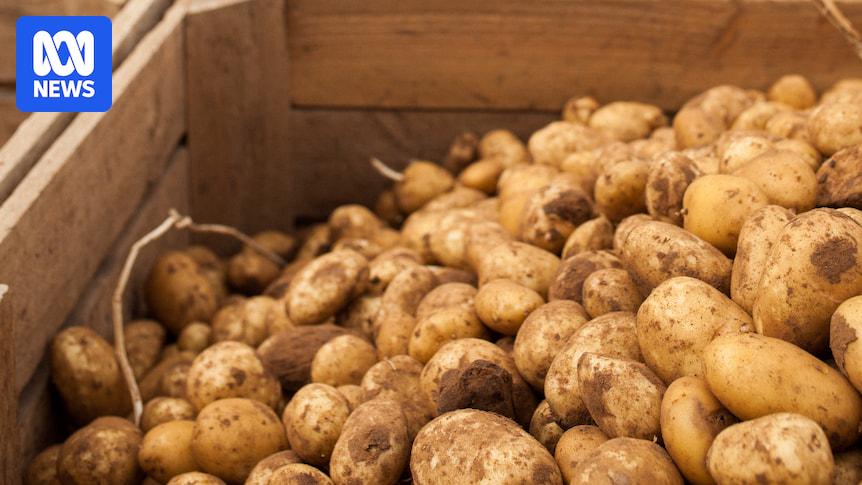 Parilla Premium Potatoes convicted, fined $360k after plane propeller 'severely damaged' employee's arm