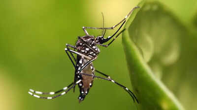 PC: Wikipedia Iceland: The only country with no native mosquito population and what changed