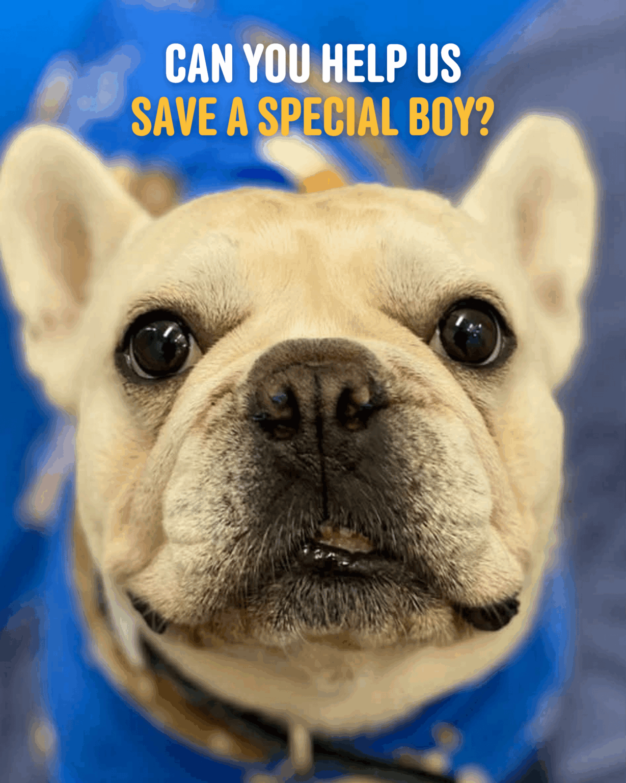 Seeking a very special family for a very special boy