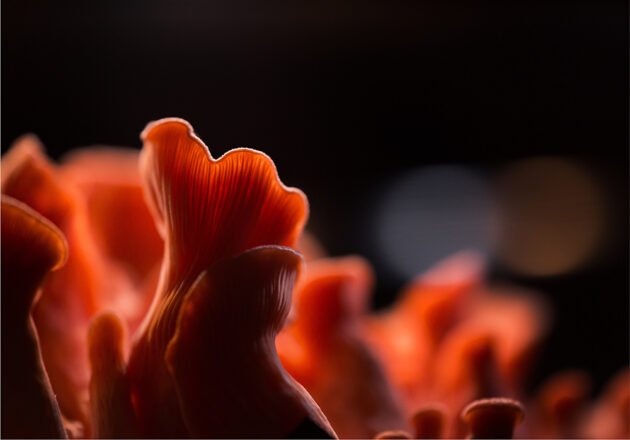 A macro photograph of the gills on the underside of a pink oyster mushroom illuminated by grow lights.