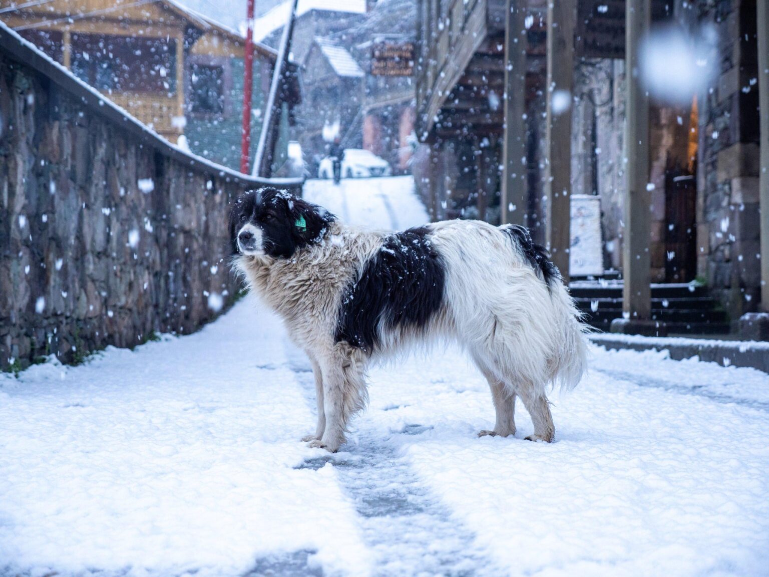 Took this adorable photo of a dog yesterday in Old Dilijan [OC]