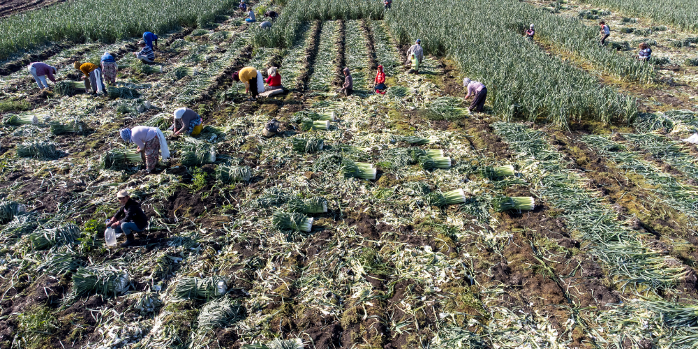 IPB University Offers Biointensive Technology to Address the Impact of the Middle East Crisis