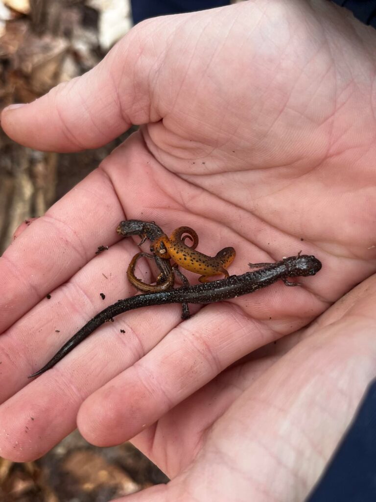 Took the grandkids on a hike today and found some neat critters