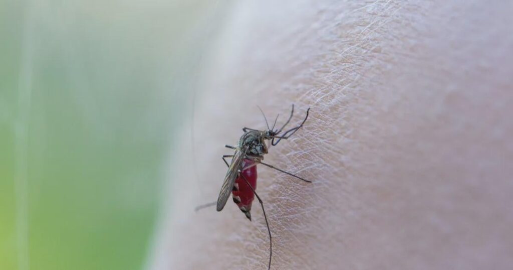 A dry spring promises an exceptionally mosquito-free year