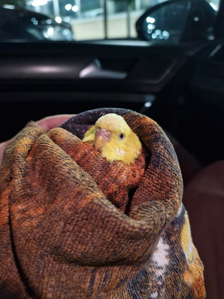 19/04/26 Found Yellow Budgie