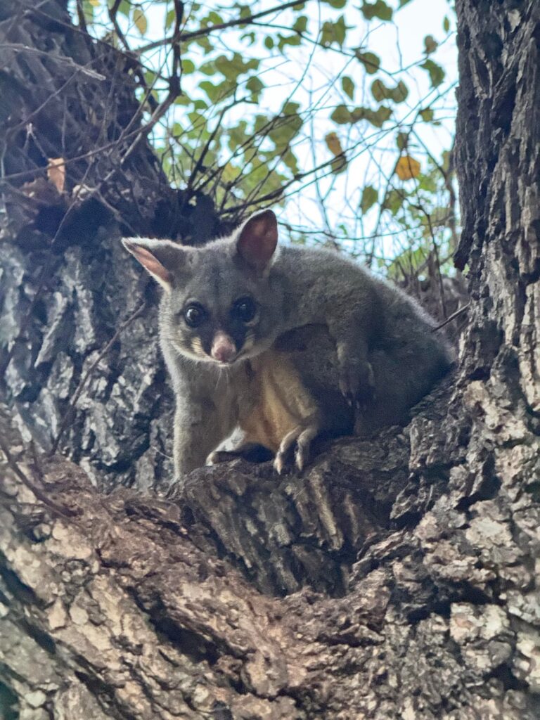 Possums at the park