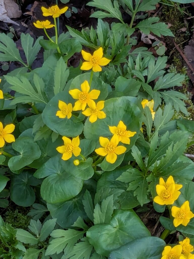 Marsh marigolds SW Wisconsin