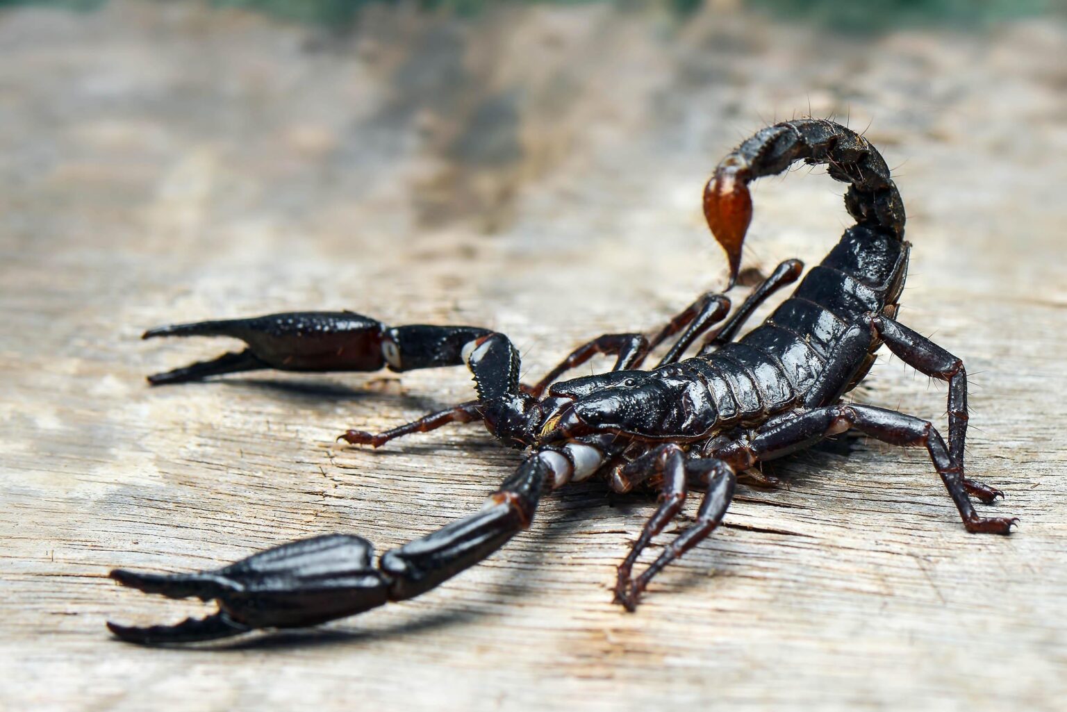 Scorpions' claws and stingers are fortified with metals like zinc and iron