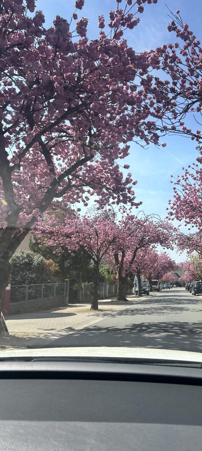 Frankfurt 🌸