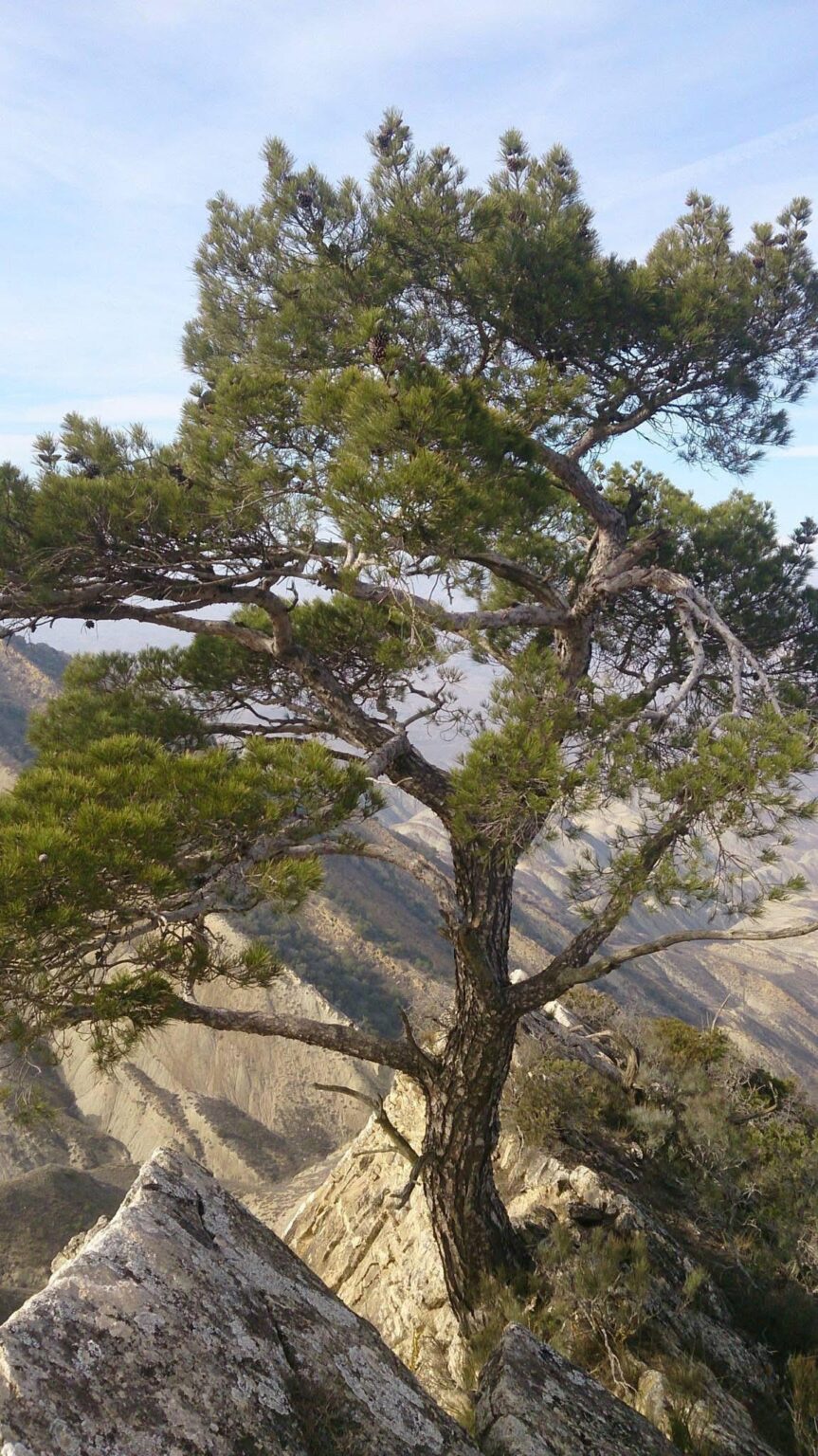Eldar Pine: A Rare Forest Found Only in Azerbaijan