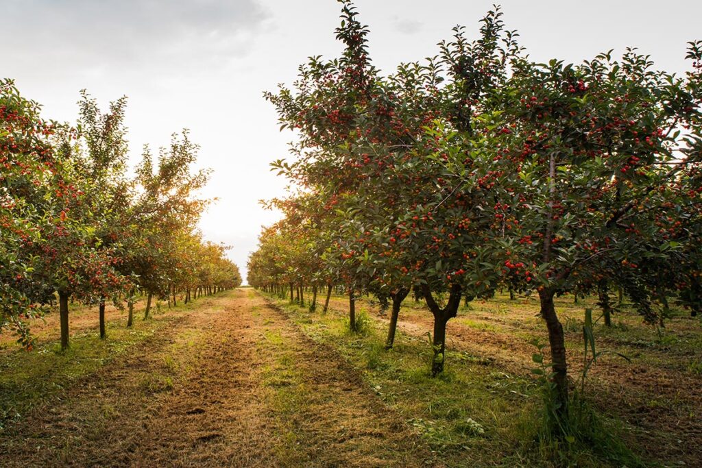 Innovative Orchard Heating System Introduced In Serbia To Combat Frost Damage