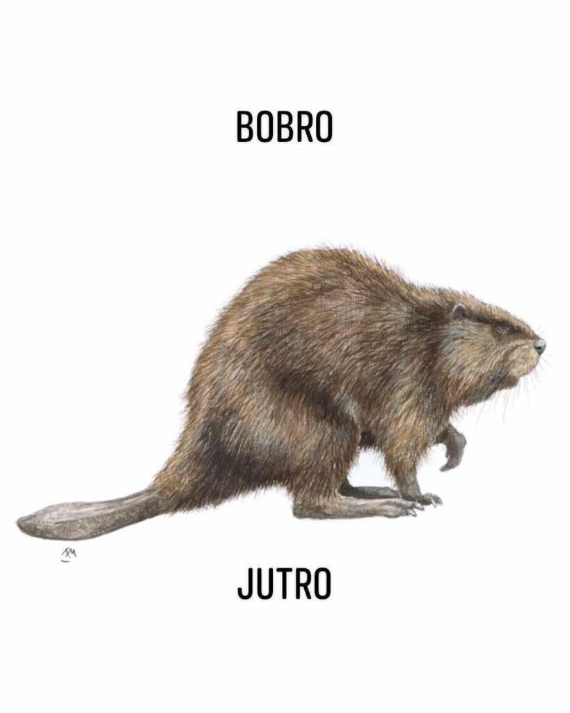 Happy International Beaver Day to all