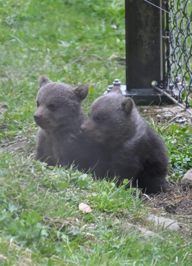 I spotted the 2 baby bears in Tierpark Goldau this Easter!