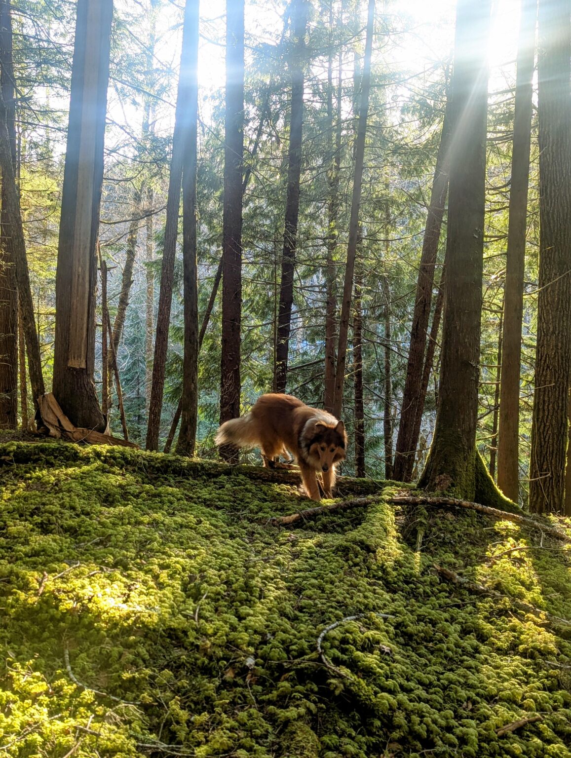 Wild Collie in moss