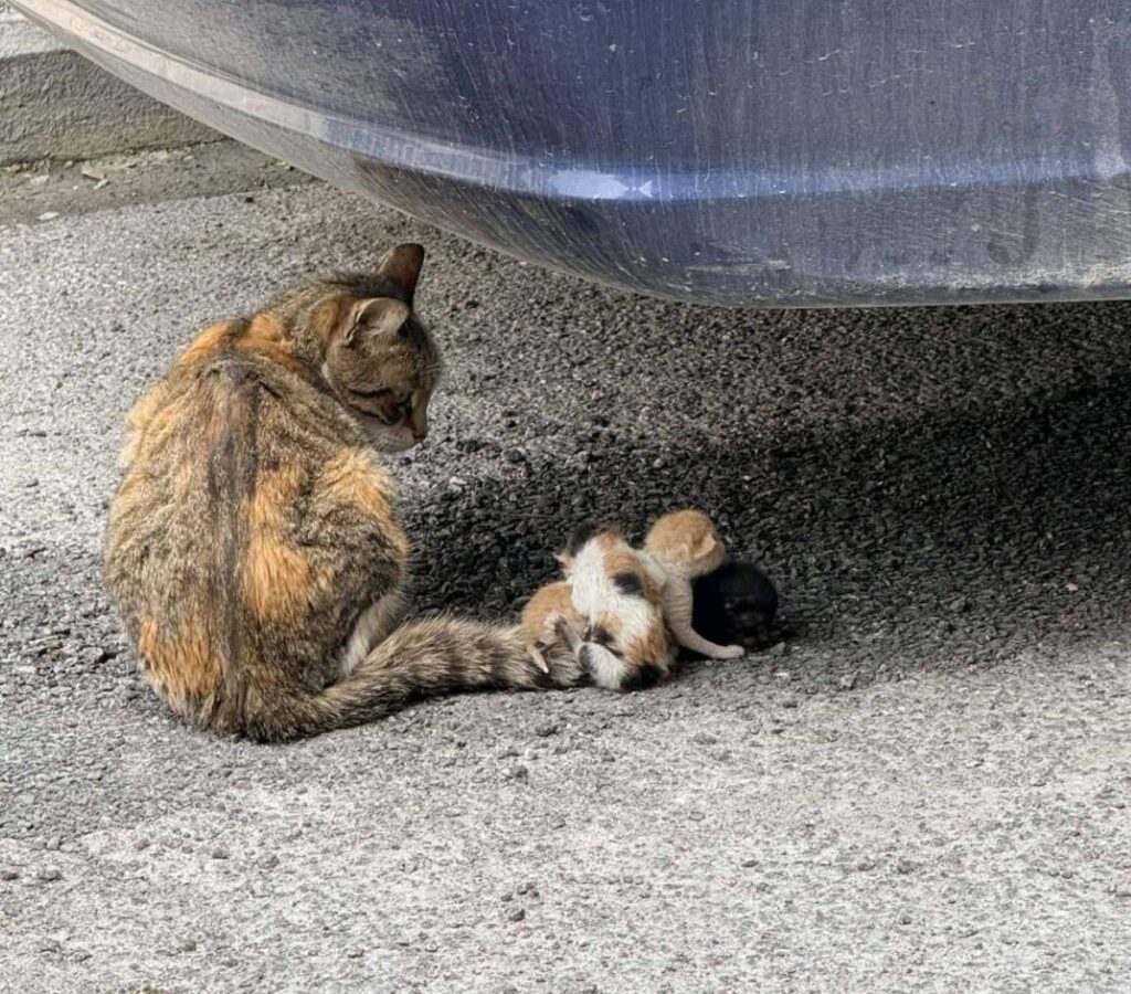 Volos: Modern "monsters" tied newborn kittens to their mother's tail